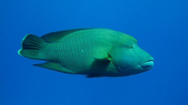 Ikan Napoleon (Foto: Jene/Wikimedia Commons)