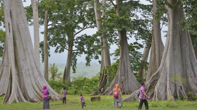 Pohon langka Lian. Foto: Ahmad Subaidi/Antara
