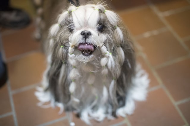 X anjing Shih Tzu di kontes. (Foto: AP/Mary Altaffer)