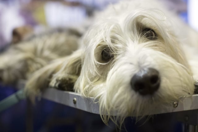 Rowan si anjing ras PBGV  di kontes. (Foto: AP/MArry Altaffer)