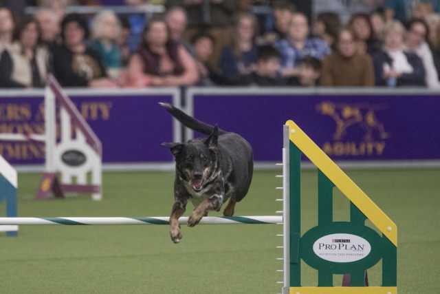 Lonnie ras campuran dalam acara Dogs Show. (Foto: Ap/Marry Altafer)