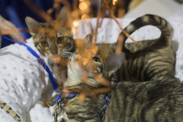 Kucing Toyger dalam kontes anjing dan kucing. (Foto: AP/Mary Altaffer)