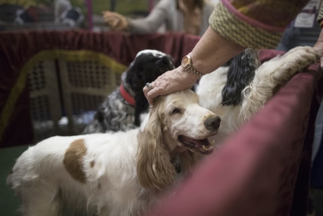 Cocker Spaniel mendapat elusan di kepalanya. (Foto: AP/ Mary Altaffer)