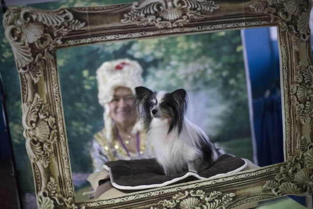 Conni Barata di kontes anjing dan kucing. (Foto: AP/ Mary Altaffer)