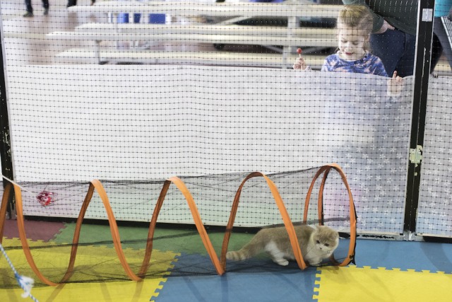 Kucing dari ELkhart menunjukan kemampuannya. (Foto: AP/Marry Altaffer)