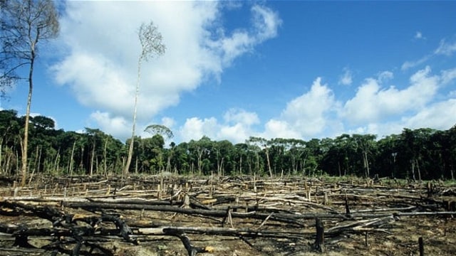 Ilustrasi penggundulan hutan. (Foto: Wikimedia Commons)