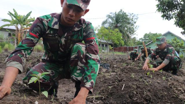 Prajurit Yonpur 1/DD tanam cabai di markas (Foto: Irsan Mulyadi/Antara)