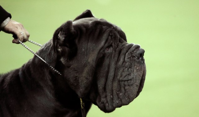 Anjing jenis Neapolitan Mastiff di kontes. (Foto: Reuters/Mike Segar)