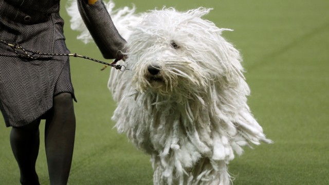 Anjing jenis Komondor di kontes. (Foto: Reuters/Mike Segar)