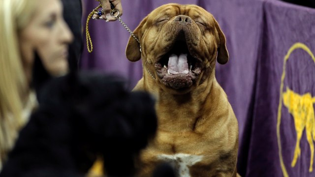 Anjing jenis Dogue de Bordeaux di kontes. (Foto: Reuters/Mike Segar)