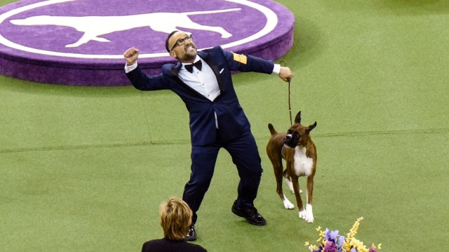 Devlin pemenang working grup di kontes anjing. (Foto: Reuters/Stephanie Keith)