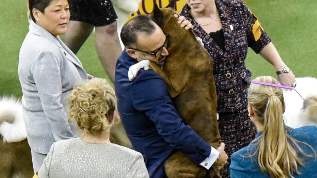 Devlin merayakan kemenangannya di kontes anjing. (Foto: Reuters/Stephanie Keith)