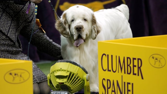 Anjing jenis Clumber Spaniel di kontes. (Foto: Reuters/Mike Segar)