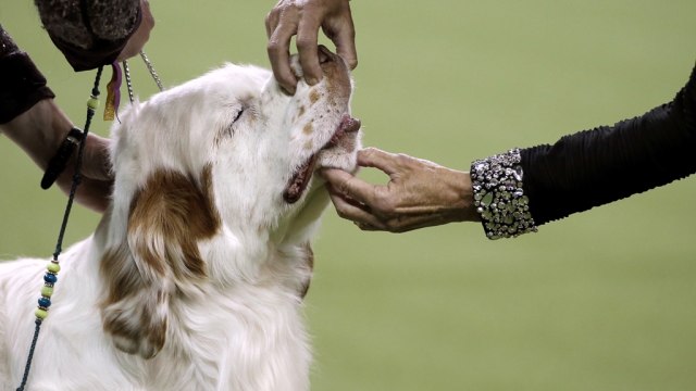 Anjing jenis Clumber Spaniel di kontes anjing. (Foto: Reuters/Mike Segar)