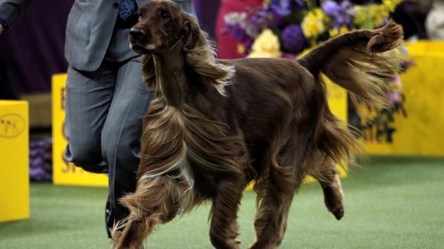 Adrian, anjing jenis Irish Setter di kontes. (Foto: Reuters/Mike Segar)