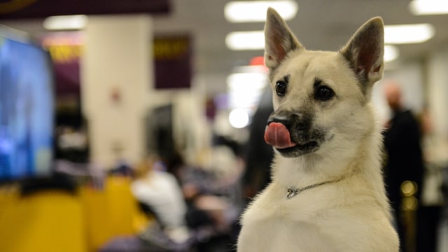 Anjing jenis Buhund Norwegia di kontes. (Foto: Reuters/Stephanie Keith)