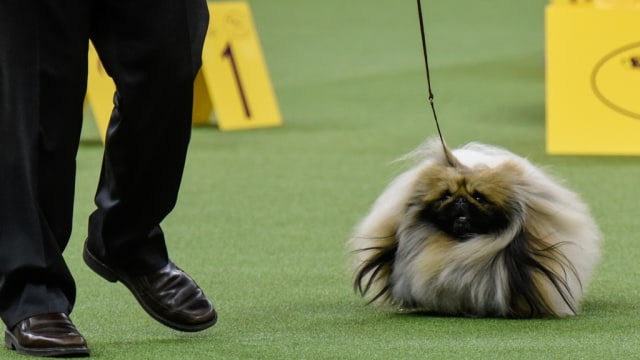 Chuckie anjing Pekingese di kontes. (Foto: Reuters/Stephanie Keith)