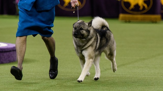 Duffi anjing Elkhound Norwegian di kontes. (Foto: Reuters/Stephanie Keith)