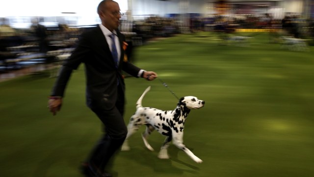 Dalmatian mengikuti kontes anjing. (Foto: Reuters/Mike Segar)