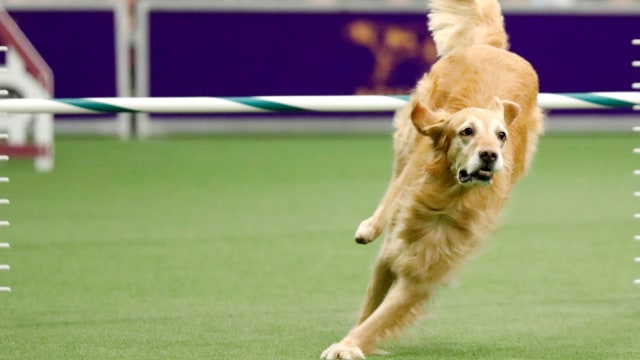 Golden Retriever kontes kelincahan sang master. (Foto: Reuters/Brendan McDermid)