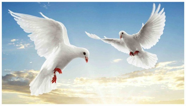 Ahok-Djarot 'Burung Merpati'