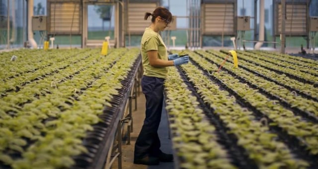 Green house (ilustrasi) Foto: Reuters