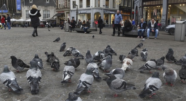 Burung-burung berkumpul di tengah jalan. (Foto: Antara/Zabur Karuru)