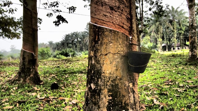 Pokok getah karet. Foto: Dok. Wikimedia