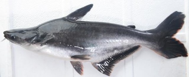 Ikan Patin (Foto: Wikimedia Commons)
