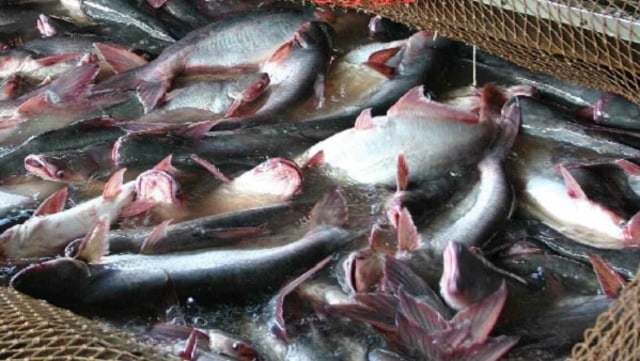 Ikan Patin (Foto: bibitikan.net)