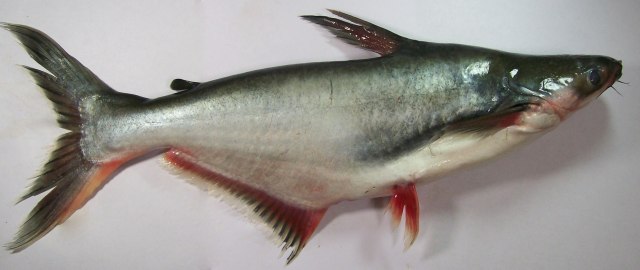 Ikan Patin (Foto: Wikimedia Commons)