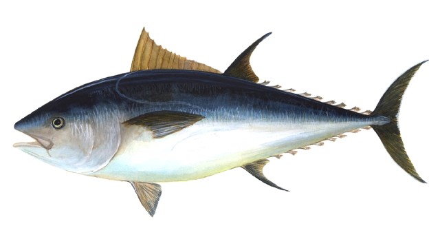 Ikan tuna. (Foto: Wikimedia Commons)