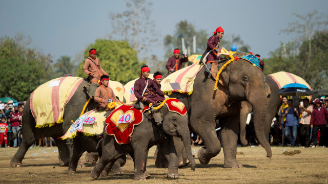 Ramai Festival Gajah (Foto: Phoonsab Thevongsa/Reuters)