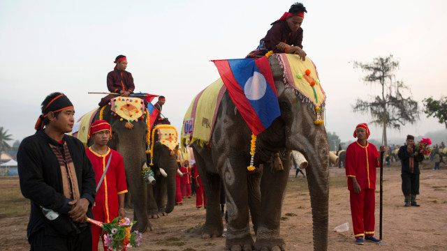 Puluhan Gajah dihiasi pernak-pernik cantik (Foto: Phoonsab Thevongsa/Reuters)