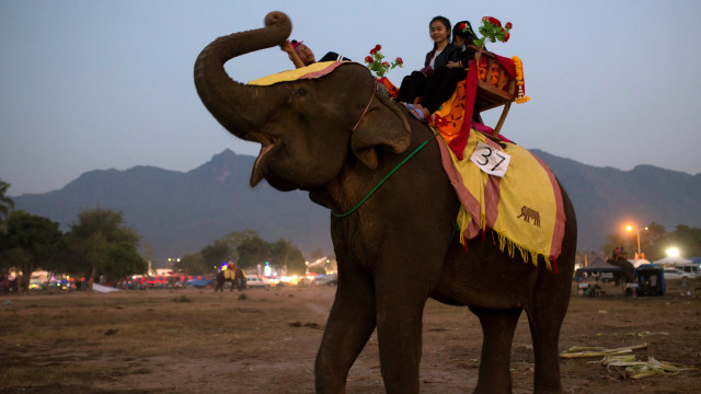 Gajah di "Tanah Sejuta Gajah" (Foto: Phoonsab Thevongsa/Reuters)