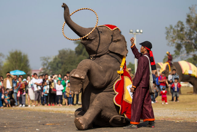 Festival Gajah di Laos (Foto: Phoonsab Thevongsa/Reuters)