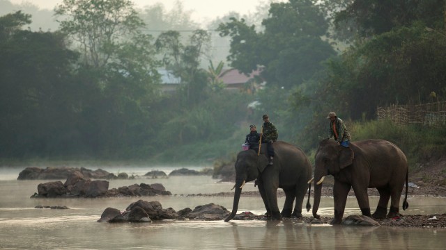 Jumlah gajah terus menurun (Foto: Phoonsab Thevongsa/Reuters)