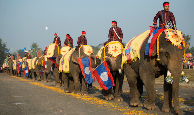 Puluhan gajah di Festival Gajah, Laos (Foto: Phoonsab Thevongsa/Reuters)