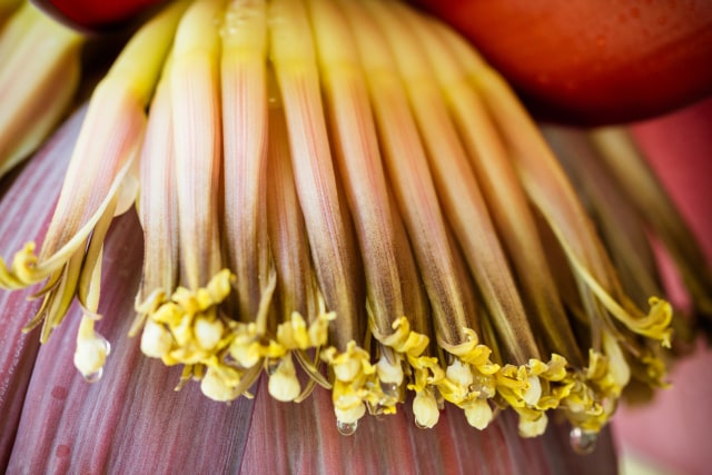 Banana Flower atau Bunga Jantung Pisang (Foto: Thinkstock)