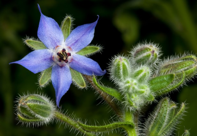 Borage / Starflower (Foto: Thinkstock)