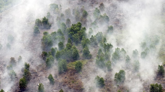 Kebakaran Hutan di Riau  Foto: FB Anggoro/Antara