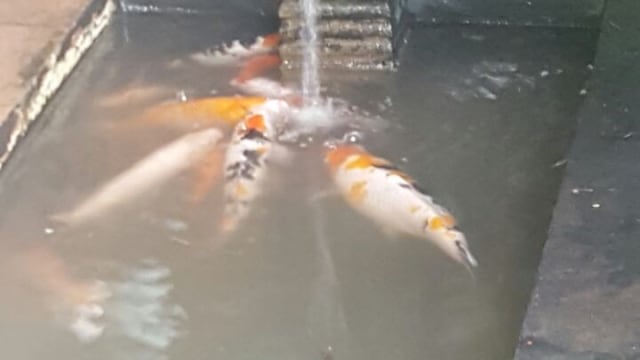 Ikan Koi Ditemukan Saat Banjir (Foto: Istimewa)