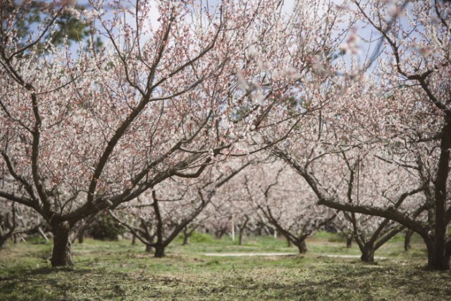 Menyambut Musim Semi dengan ‘Jeju Hueree Apricot Flower Festival’!