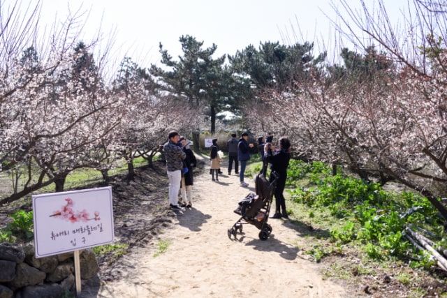 Menyambut Musim Semi dengan ‘Jeju Hueree Apricot Flower Festival’! (1)