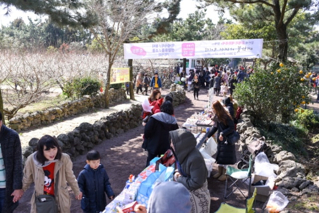 Menyambut Musim Semi dengan ‘Jeju Hueree Apricot Flower Festival’! (2)
