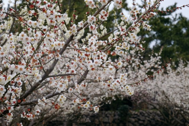 Menyambut Musim Semi dengan ‘Jeju Hueree Apricot Flower Festival’! (3)