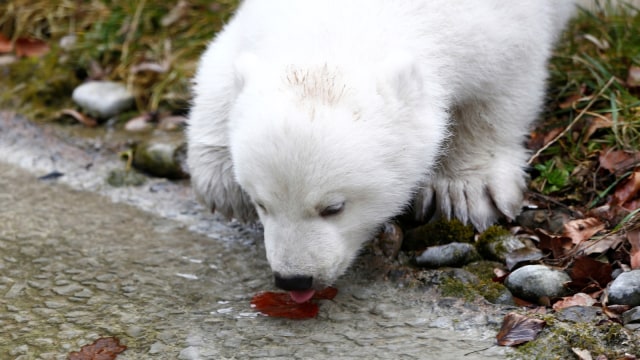 Anak beruang kutub di Jerman (Foto: REUTERS/Michaela Rehle)