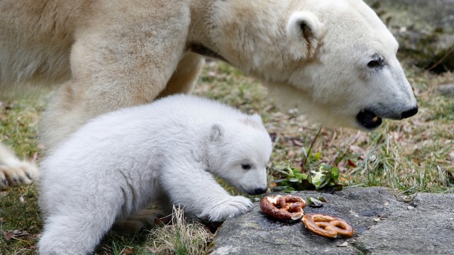 Anak beruang kutub bersama ibunya (Foto: REUTERS/Michaela Rehle)