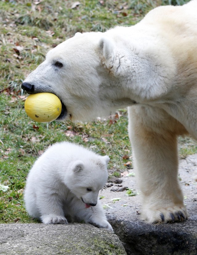 Anak beruang kutub dan ibunya di Munich, Jerman (Foto: REUTERS/Michaela Rehle)