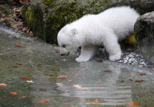 Anak beruang kutub sedang meminum air. (Foto: REUTERS/Michaela Rehle)